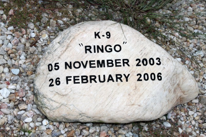 k9ringo_26_02_2006.jpg