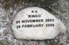 k9ringo_26_02_2006_small.jpg